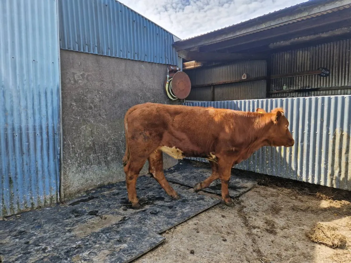 Breeding Heifer 5 star genotype - Image 1