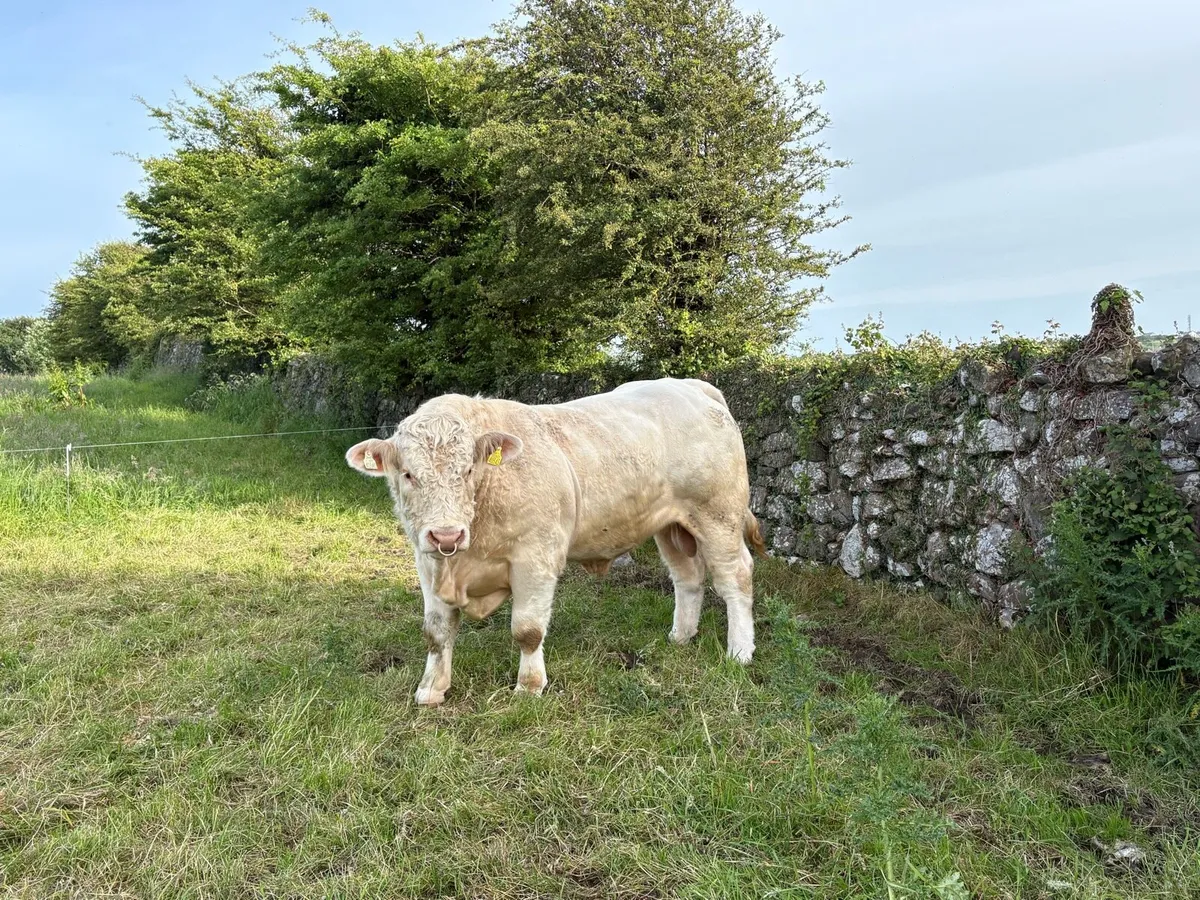 Charolais Bull - Image 2