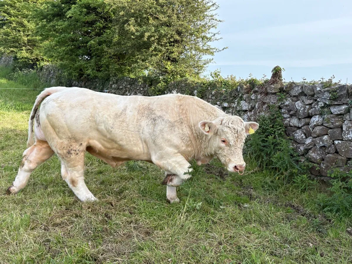 Charolais Bull - Image 3
