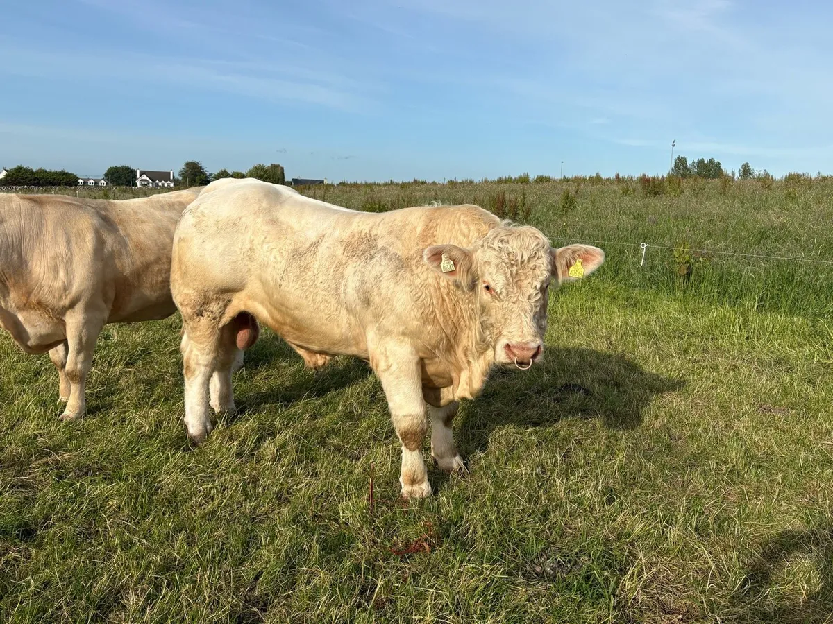 Charolais Bull - Image 4
