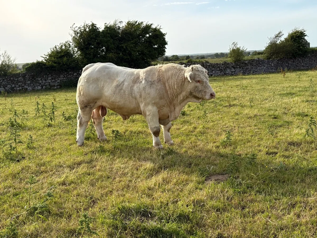 Charolais Bull - Image 1