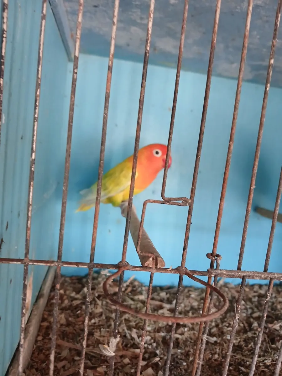 Love birds - Image 2