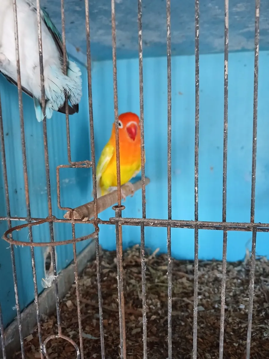 Love birds - Image 1