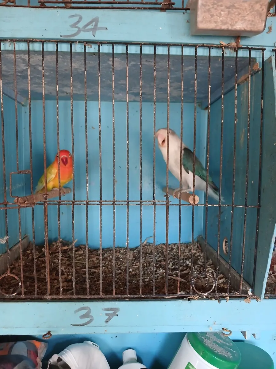 Love birds - Image 3