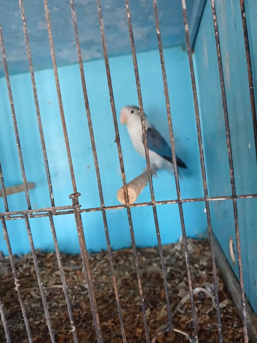 Love birds - Image 4