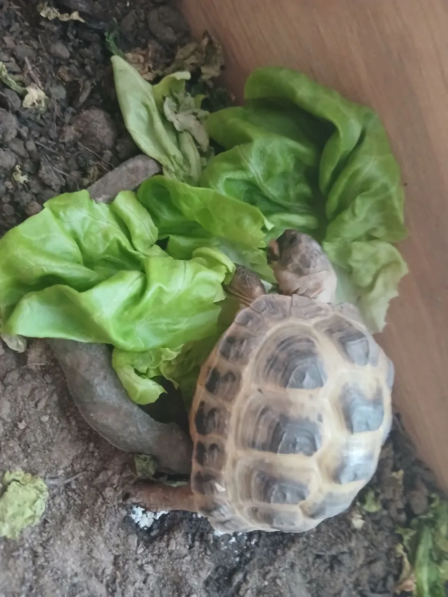 Russian/Horsefield Tortise and Table - Image 4