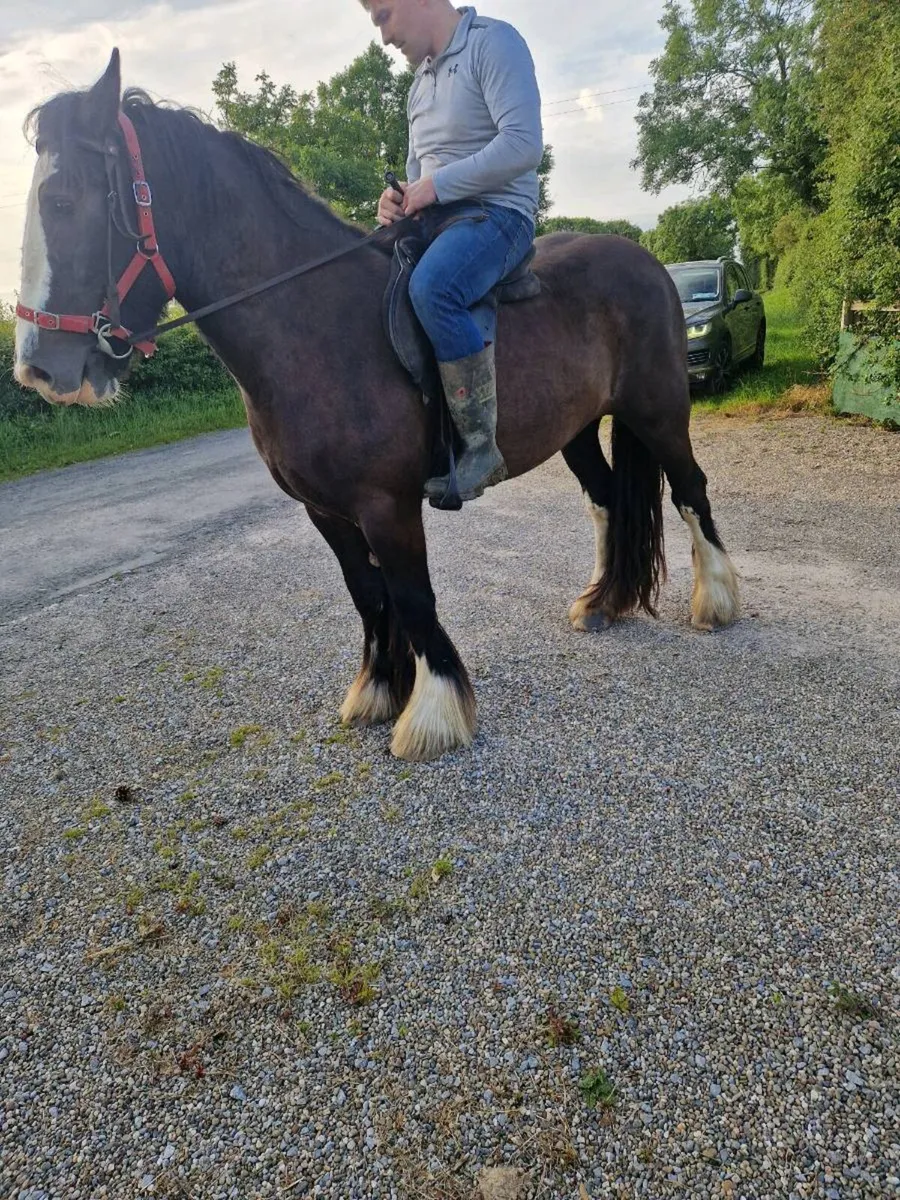 Black mare - Image 2