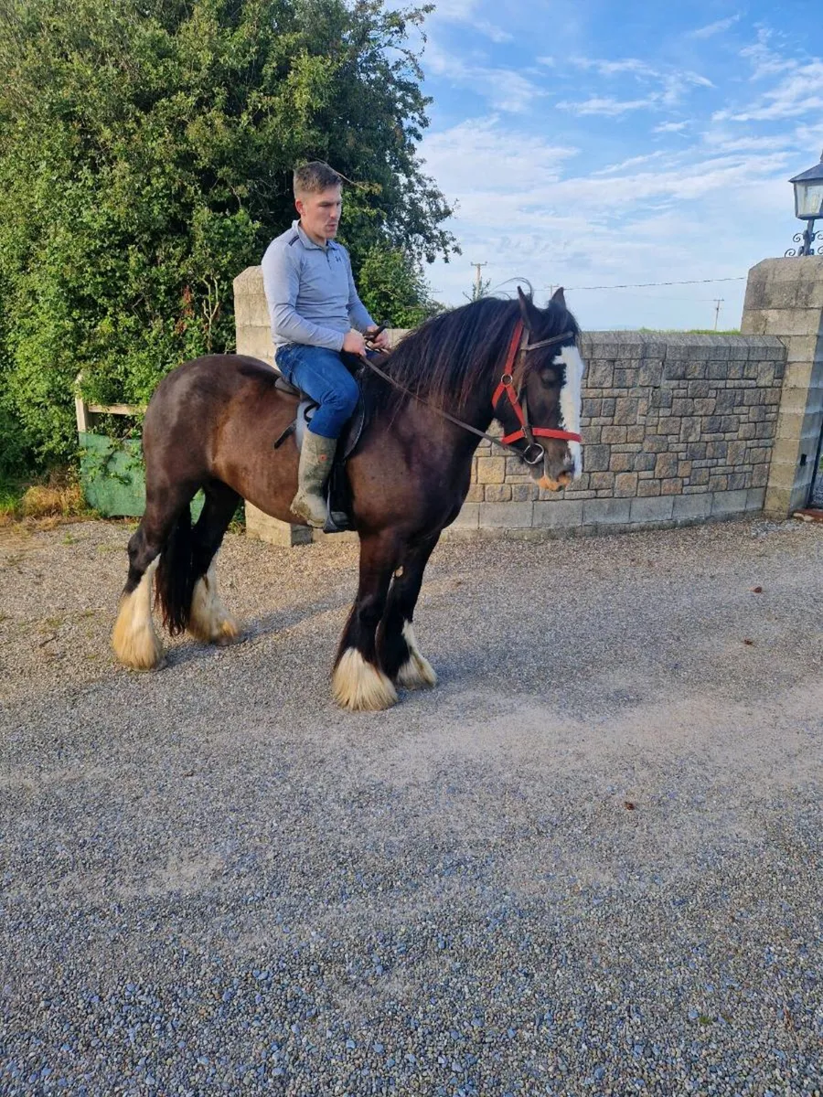 Black mare - Image 3