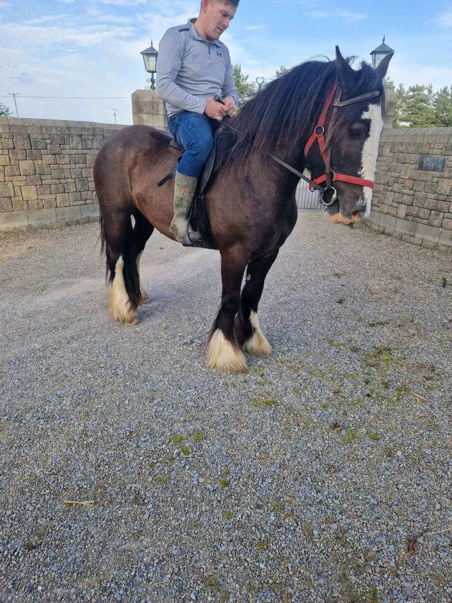 Black mare - Image 1