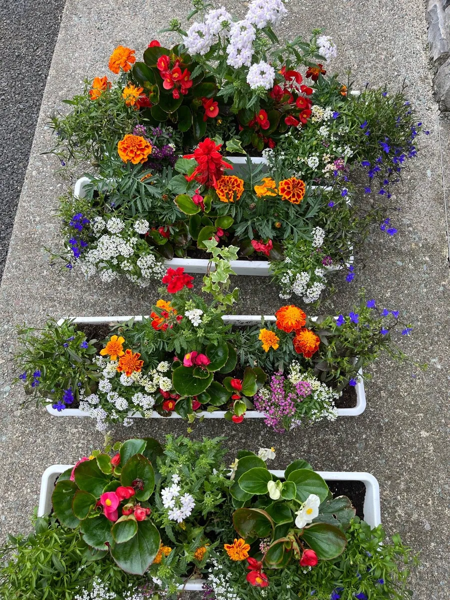 Window box’s and flower pots - Image 2