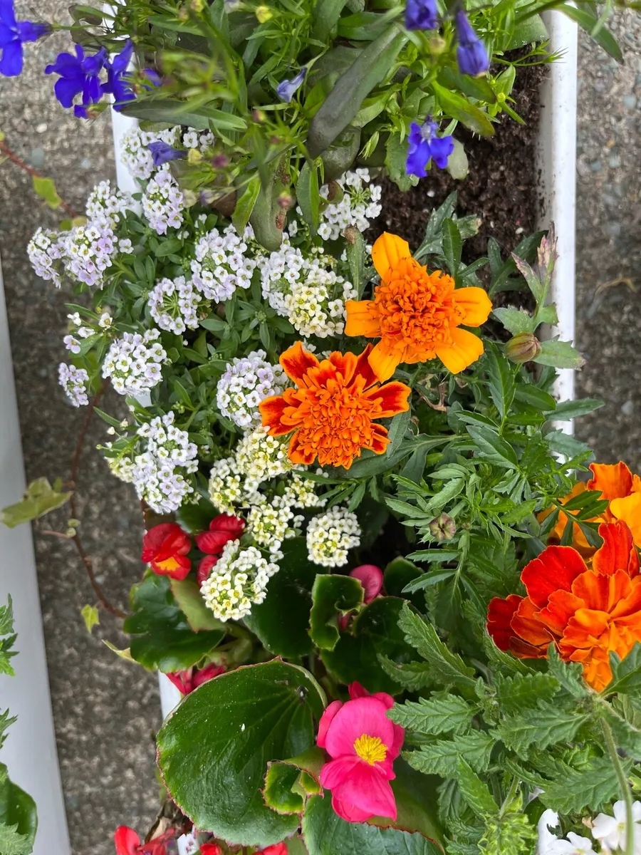 Window box’s and flower pots - Image 4