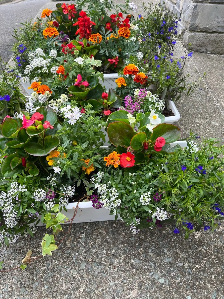 Window box’s and flower pots - Image 3