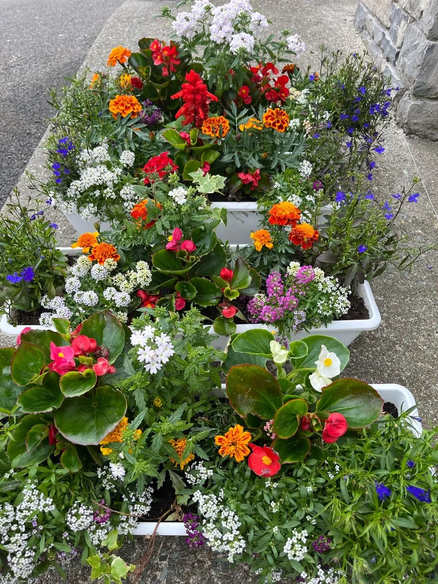 Window box’s and flower pots - Image 1