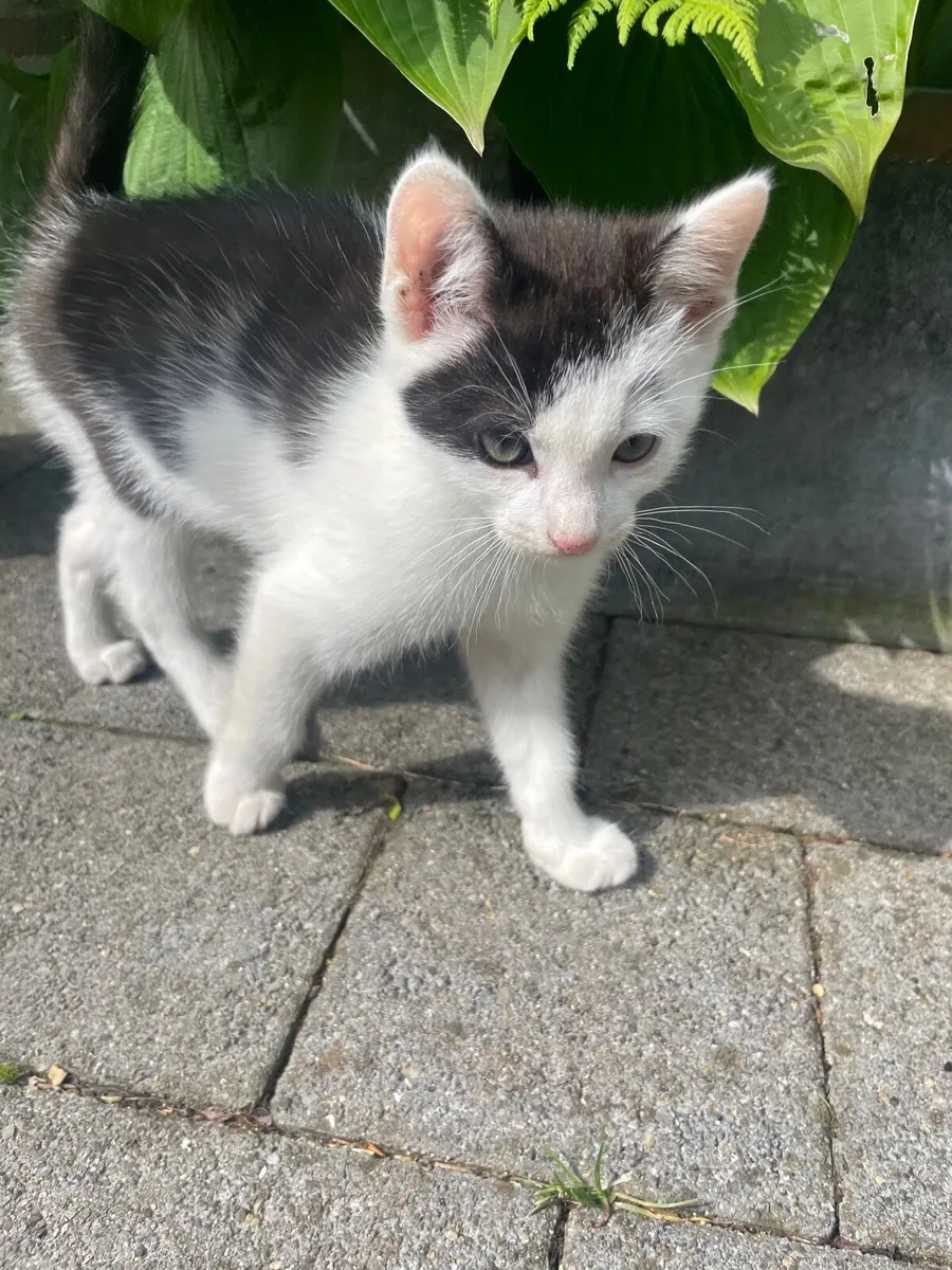 Gorgeous fun kittens - Image 1