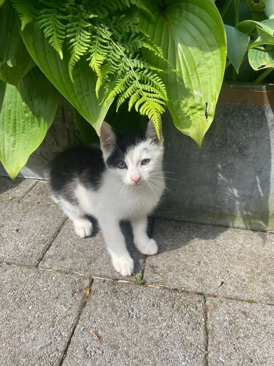 Gorgeous fun kittens - Image 3
