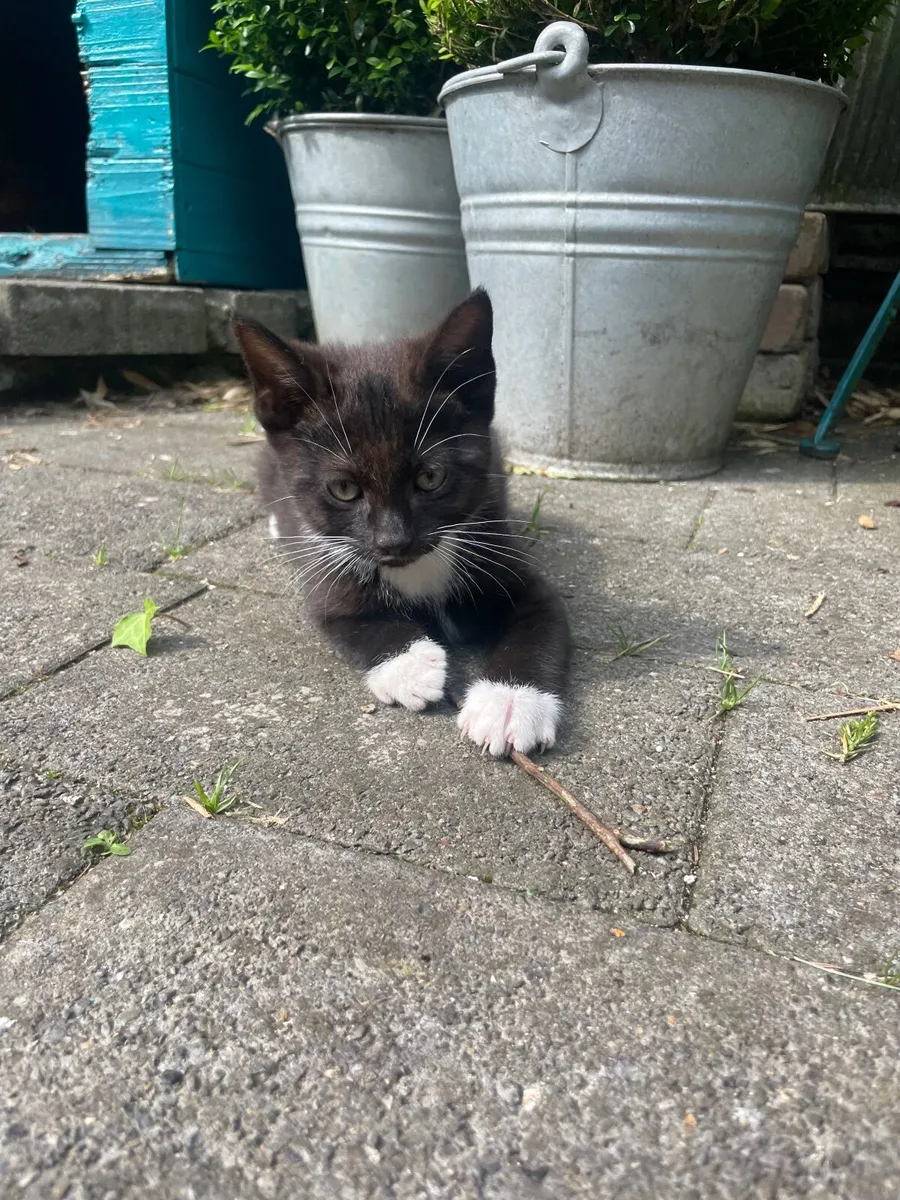 Gorgeous fun kittens - Image 4