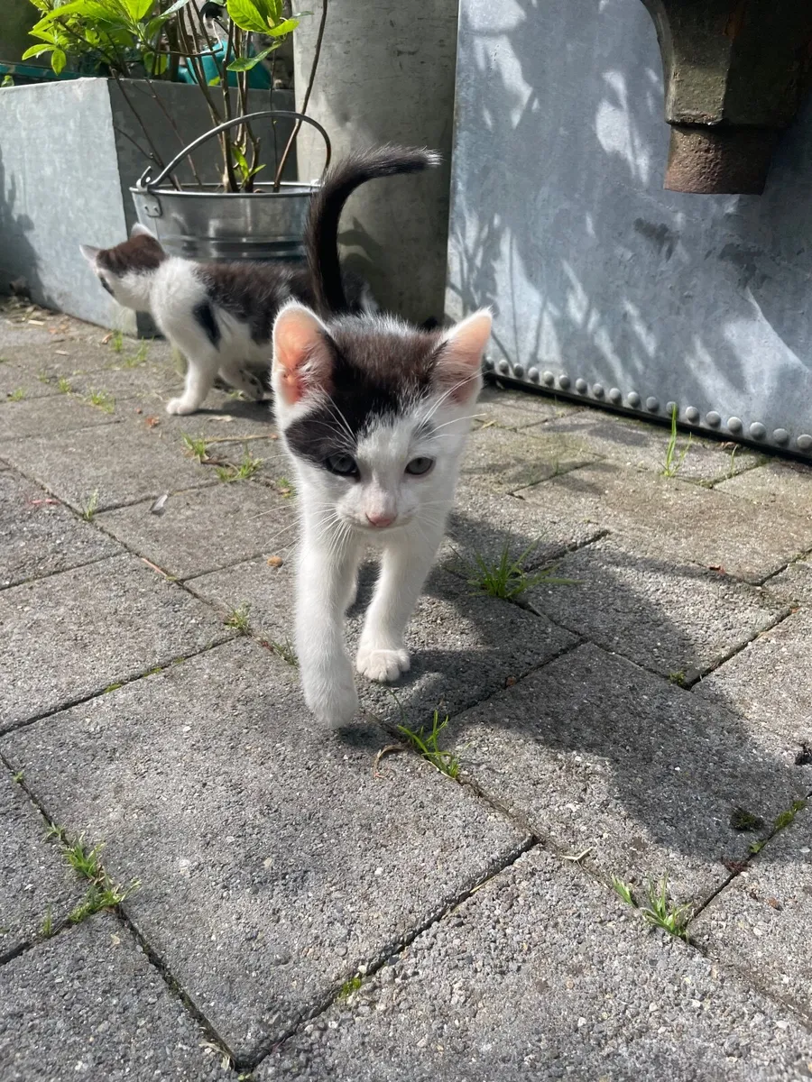 Gorgeous fun male kittens - Image 4