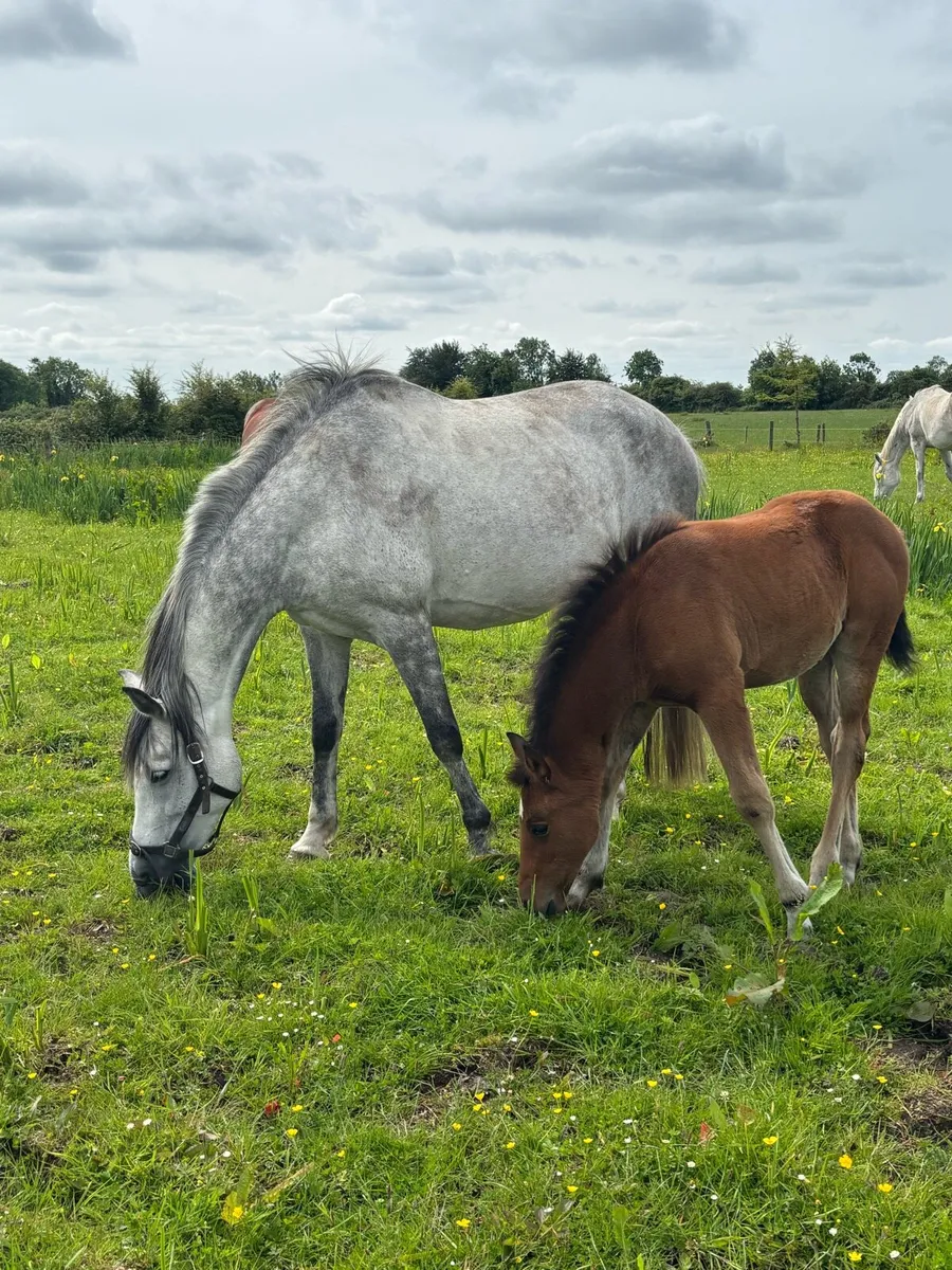 Brood mare and foal - Image 1