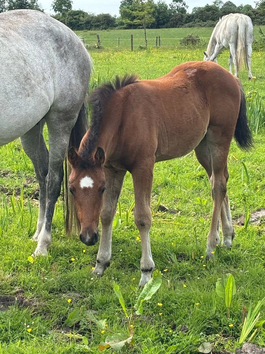 Brood mare and foal - Image 2