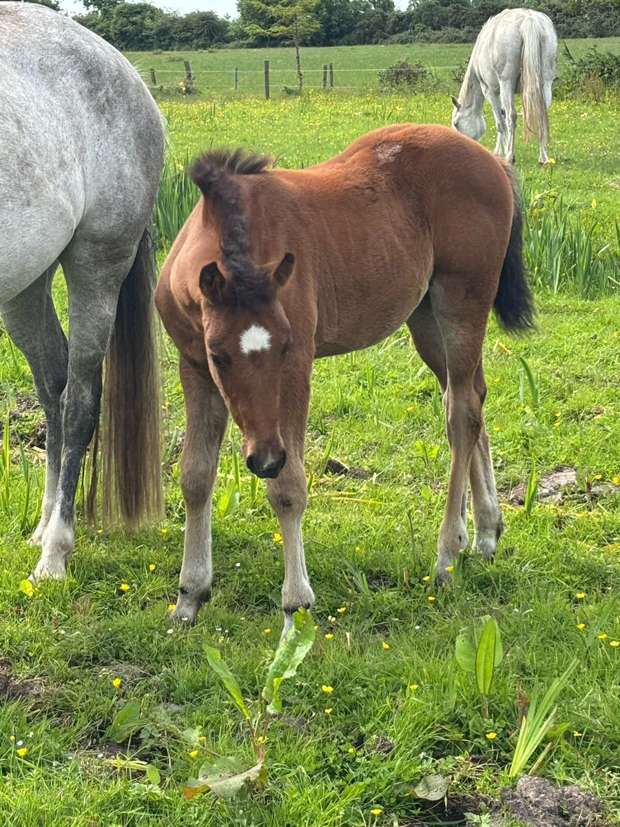 Brood mare and foal - Image 3