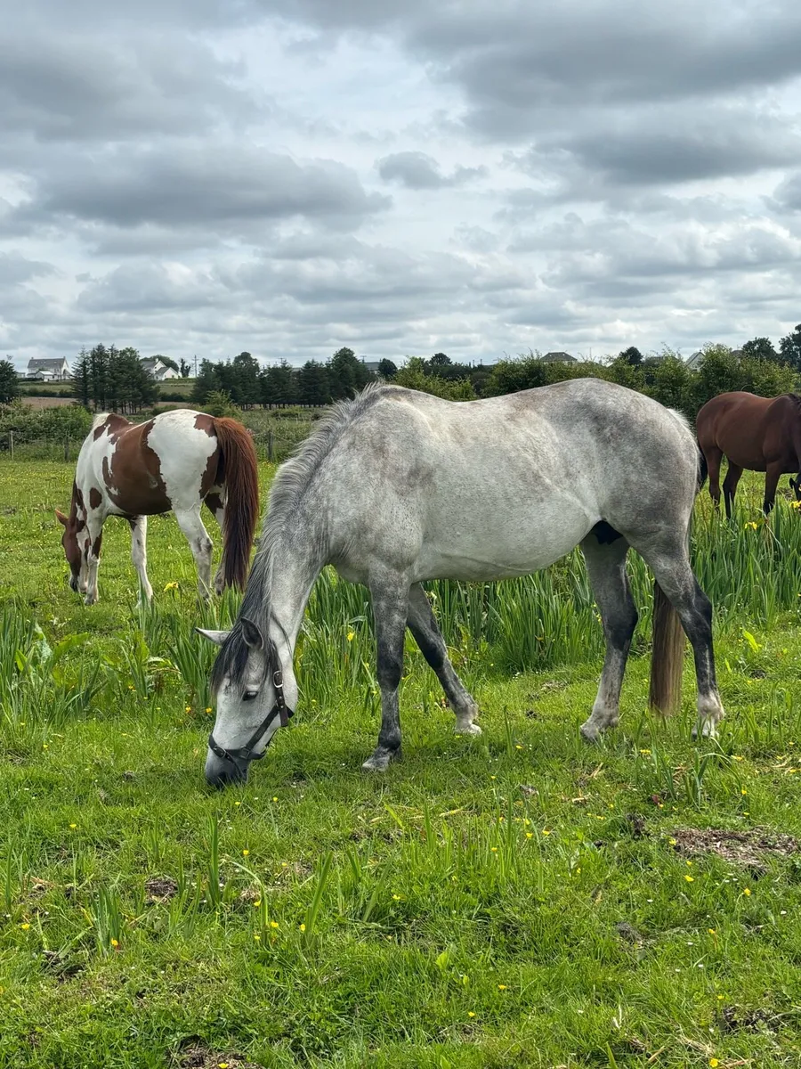 Brood mare and foal - Image 4