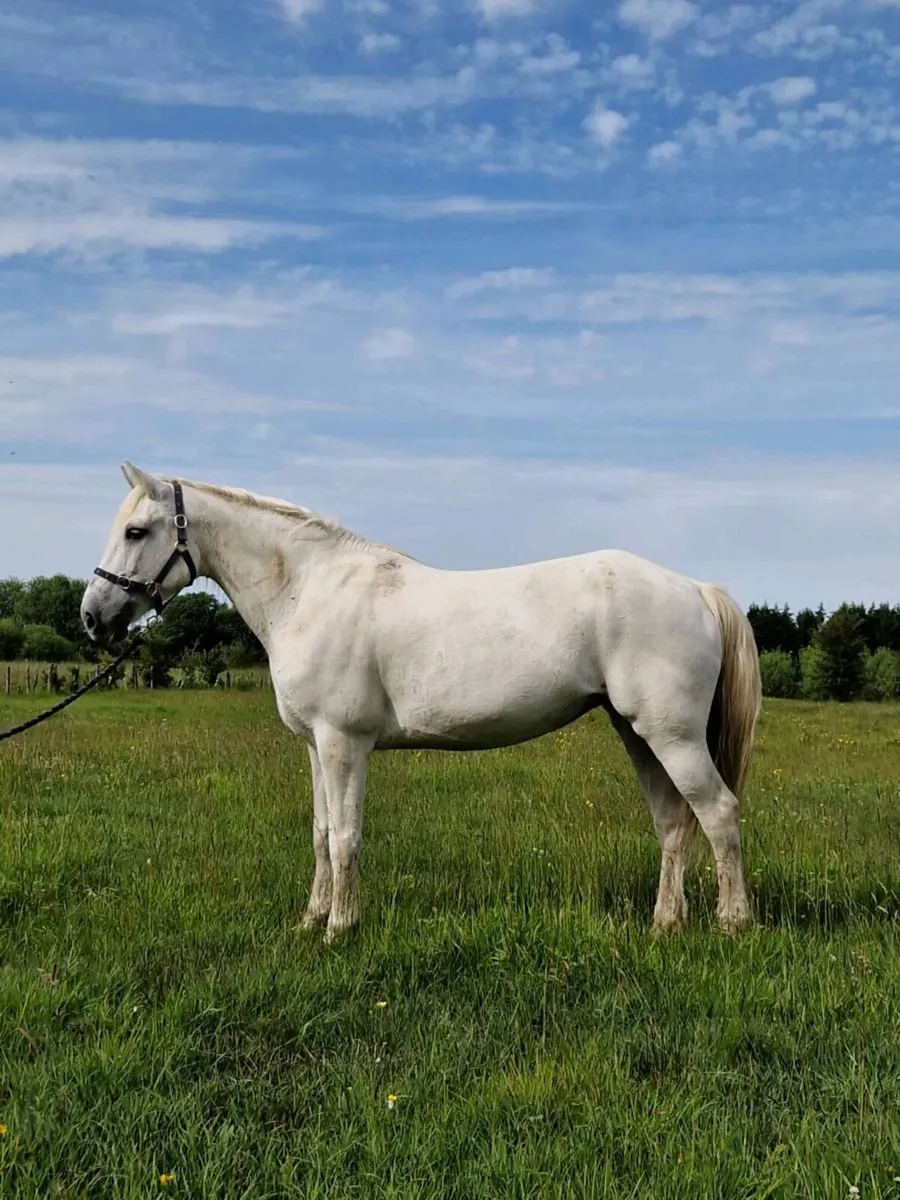 15yo Class 1 Connemara mare - Image 1