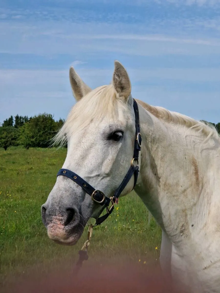15yo Class 1 Connemara mare - Image 2