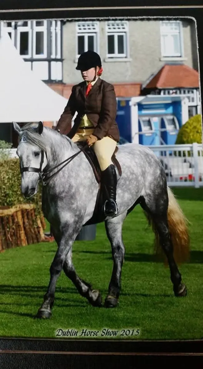 15yo Class 1 Connemara mare - Image 4