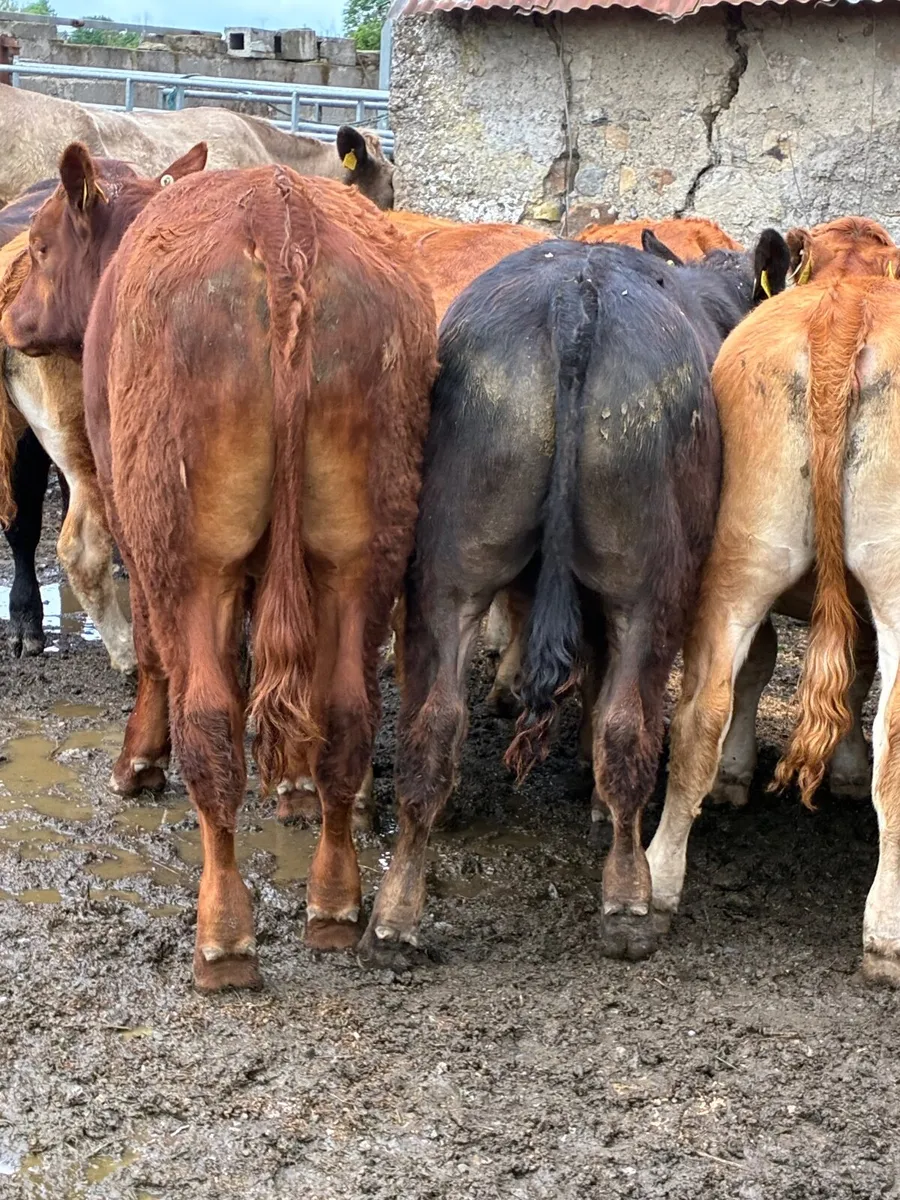Organic Bullocks full symbol - Image 1