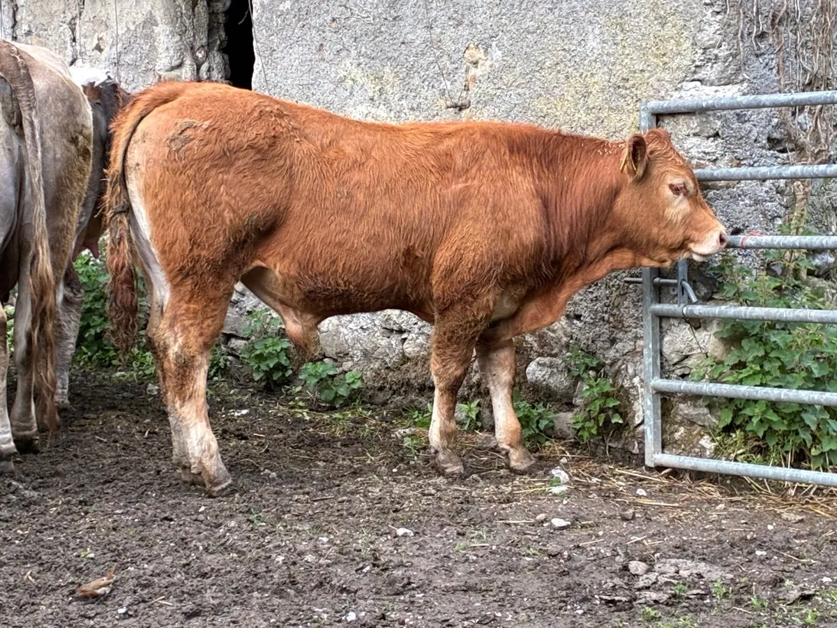 Organic Bullocks full symbol - Image 2