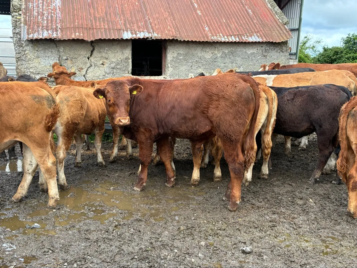 Organic Bullocks full symbol - Image 4