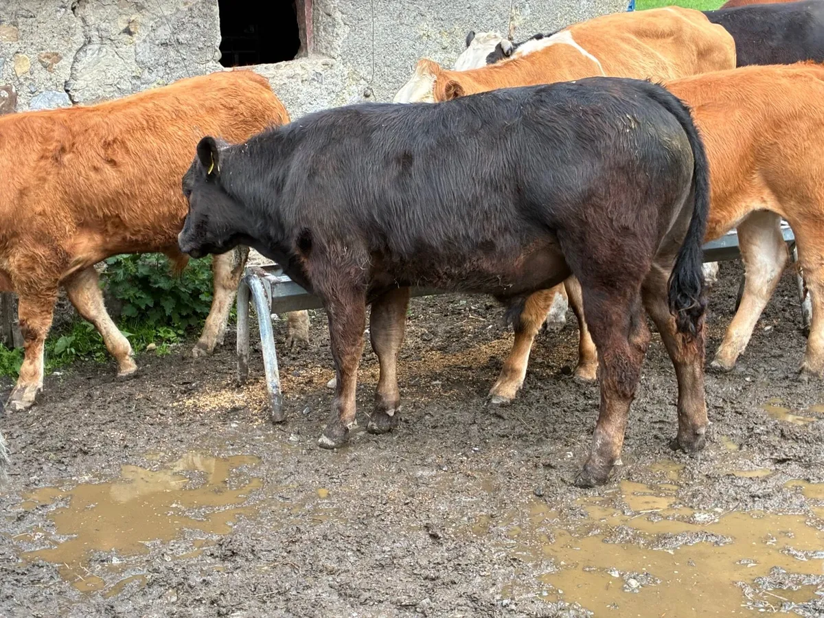 Organic Bullocks full symbol - Image 3