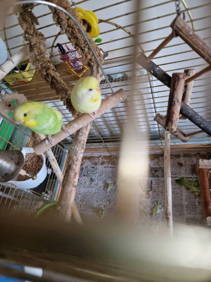 2 budgies.cage  food .stand - Image 4