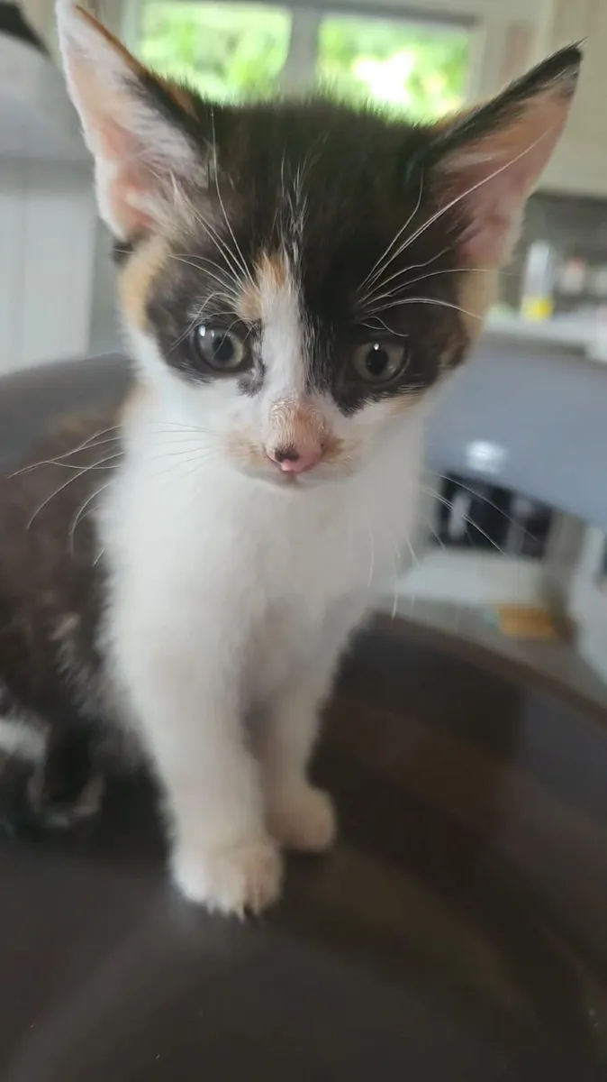Kittens - Image 3