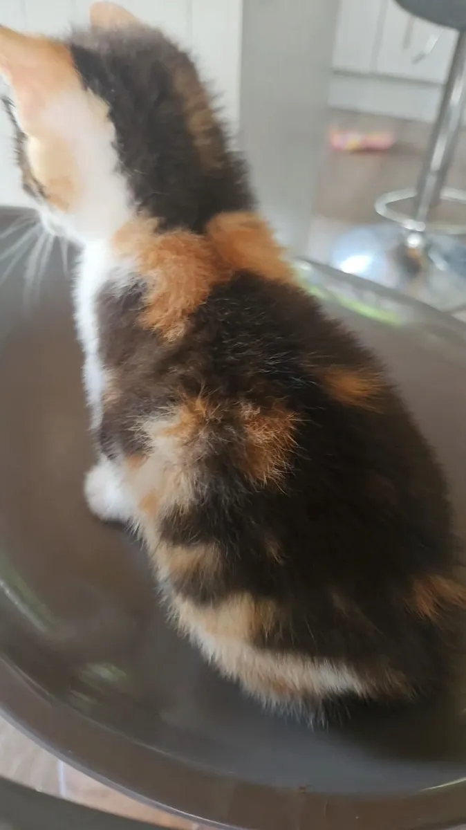Kittens - Image 4