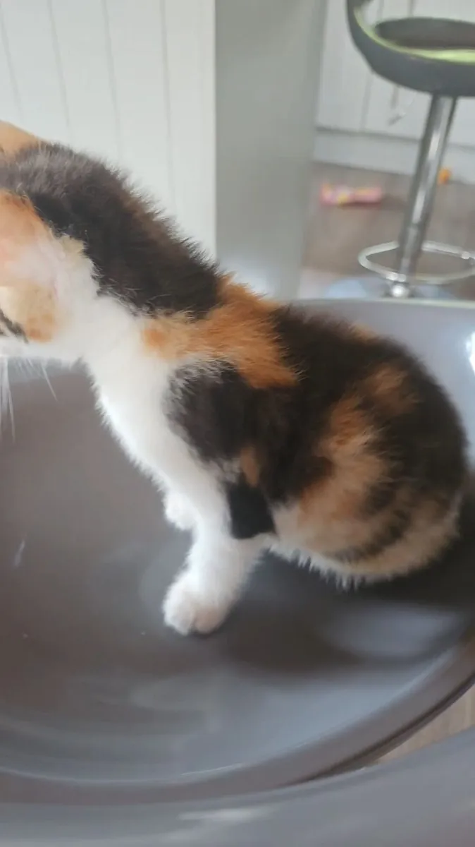 Kittens - Image 2