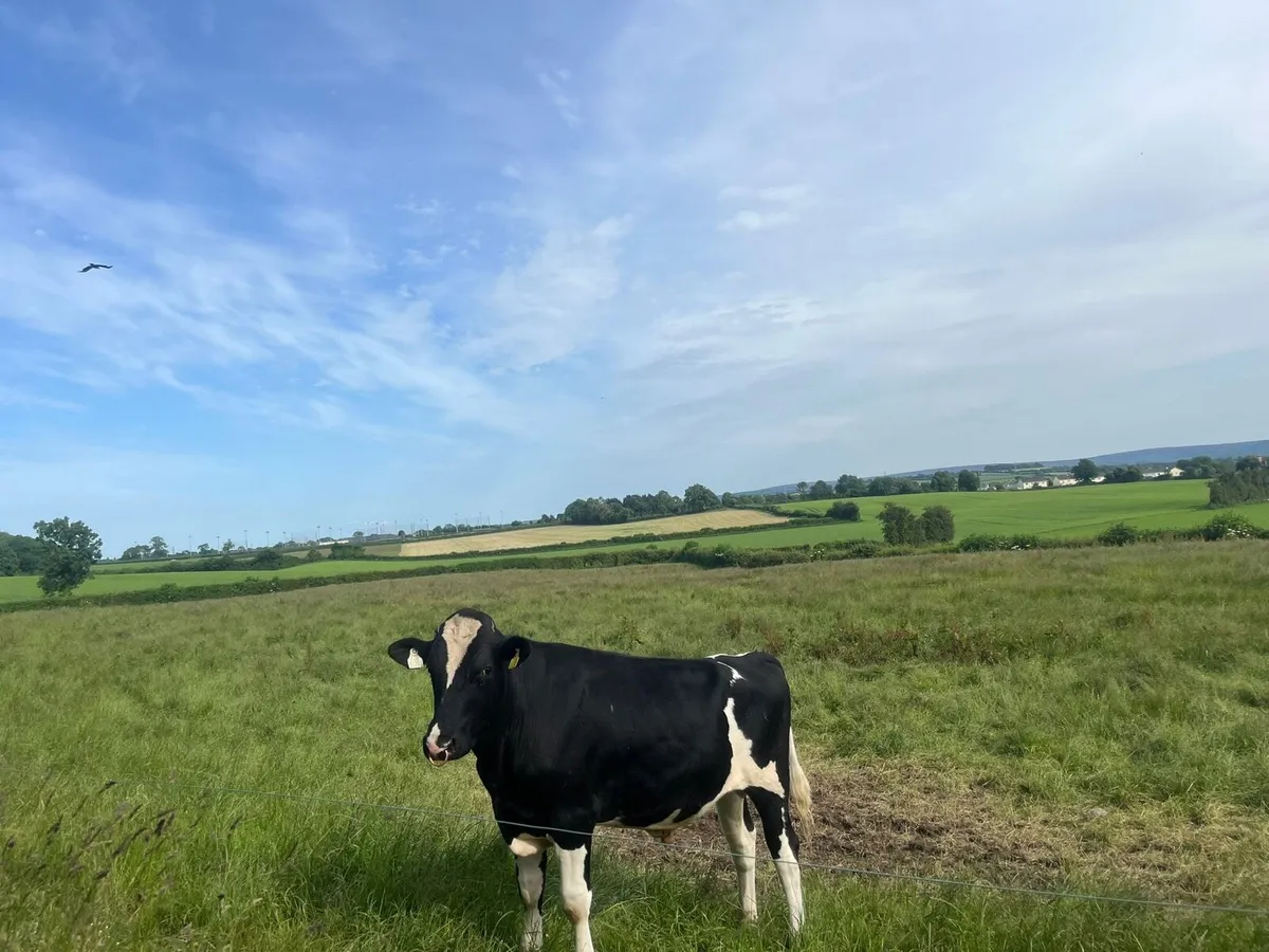 Holstein Friesian bulls for sale - Image 4