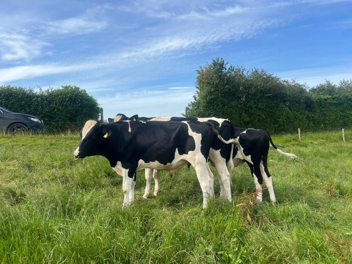 Holstein Friesian bulls for sale - Image 1
