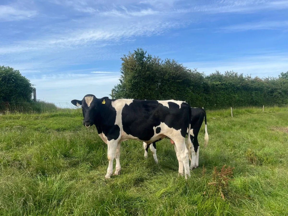 Holstein Friesian bulls for sale - Image 2