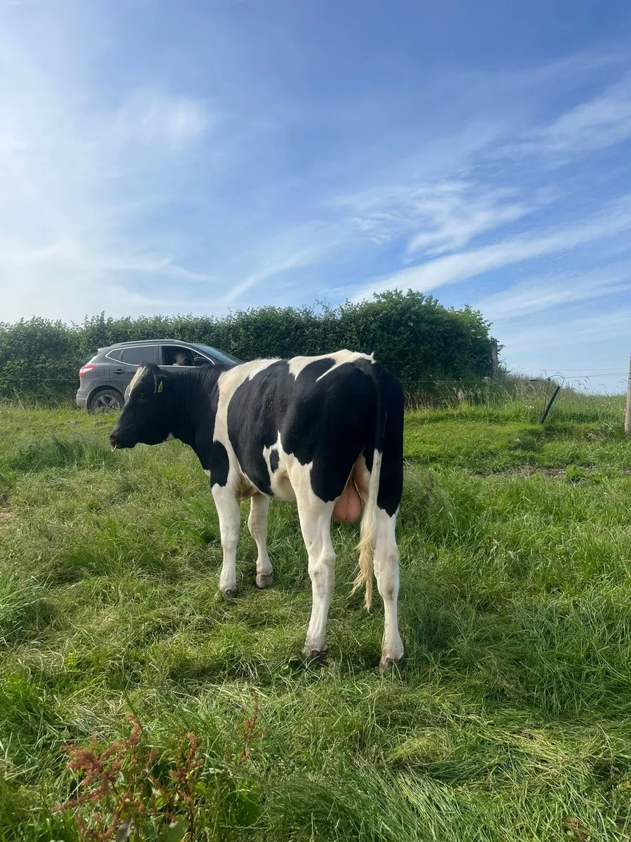 Holstein Friesian bulls for sale - Image 3