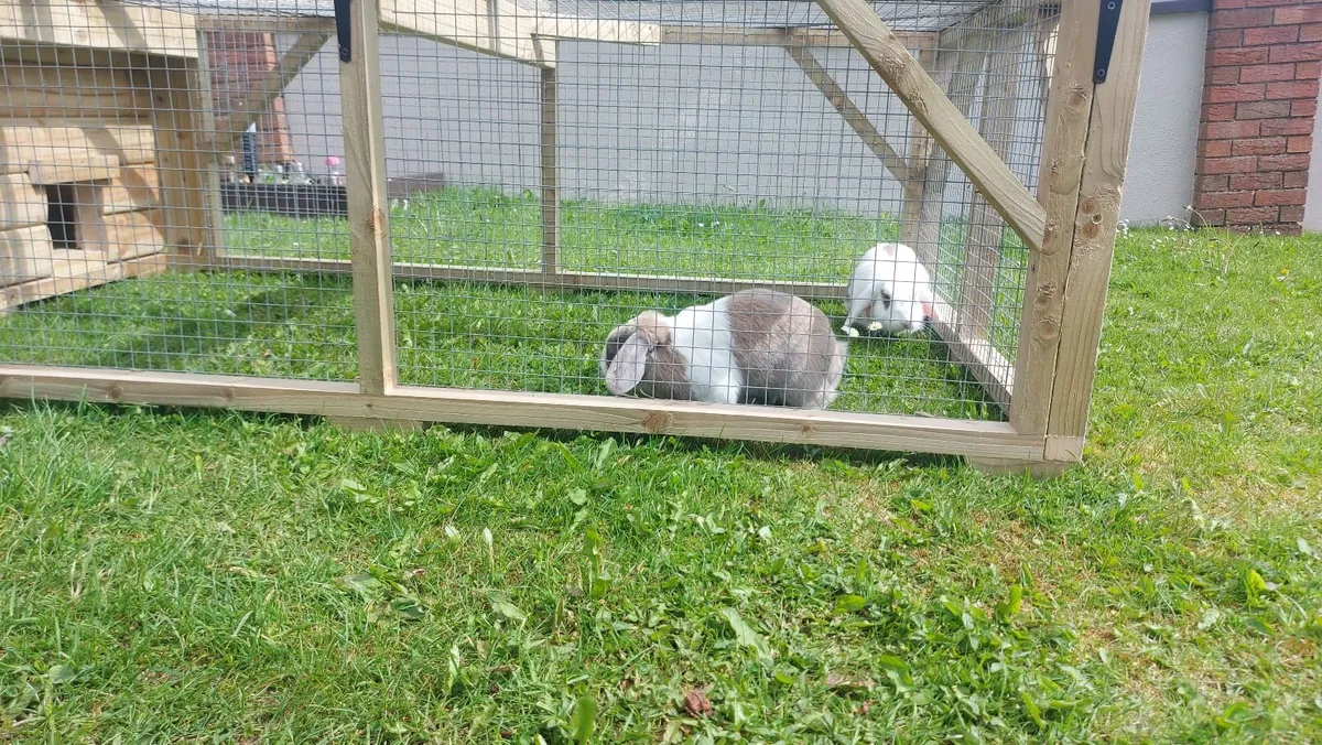 Rabbit Hutch & Enclosure - Image 1