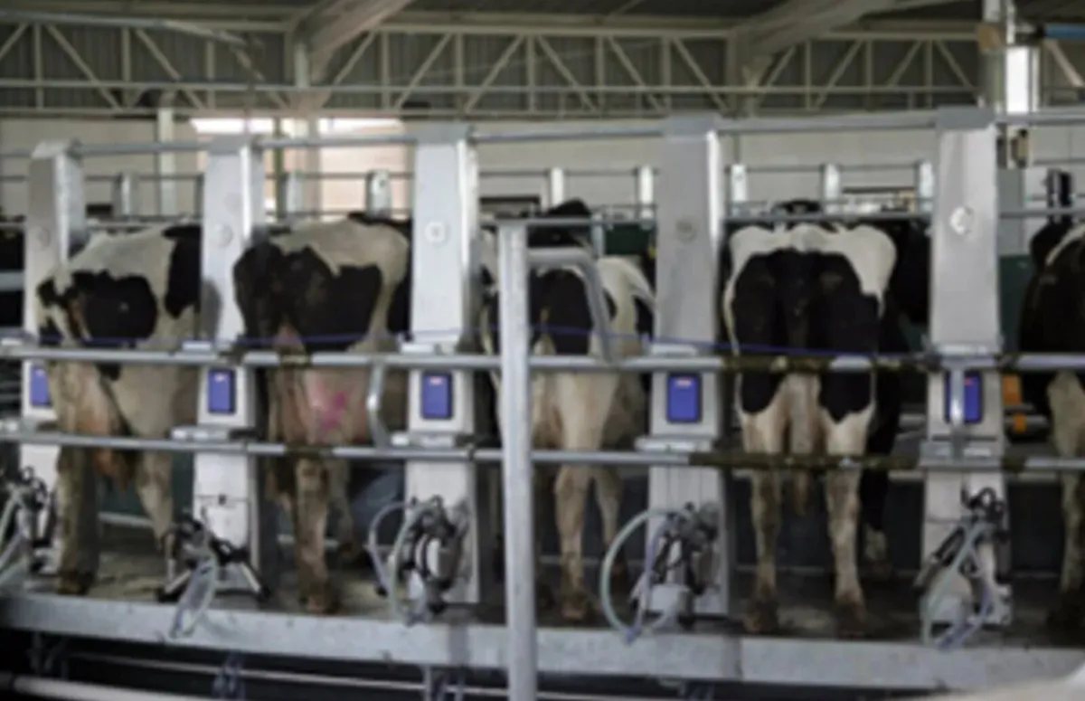 Relief Milking - Image 3
