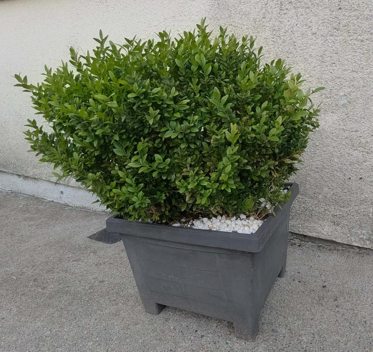 Two evergreen plants - Image 2