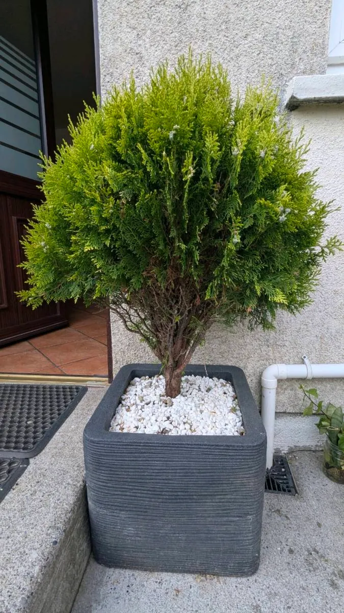 Two evergreen plants - Image 1
