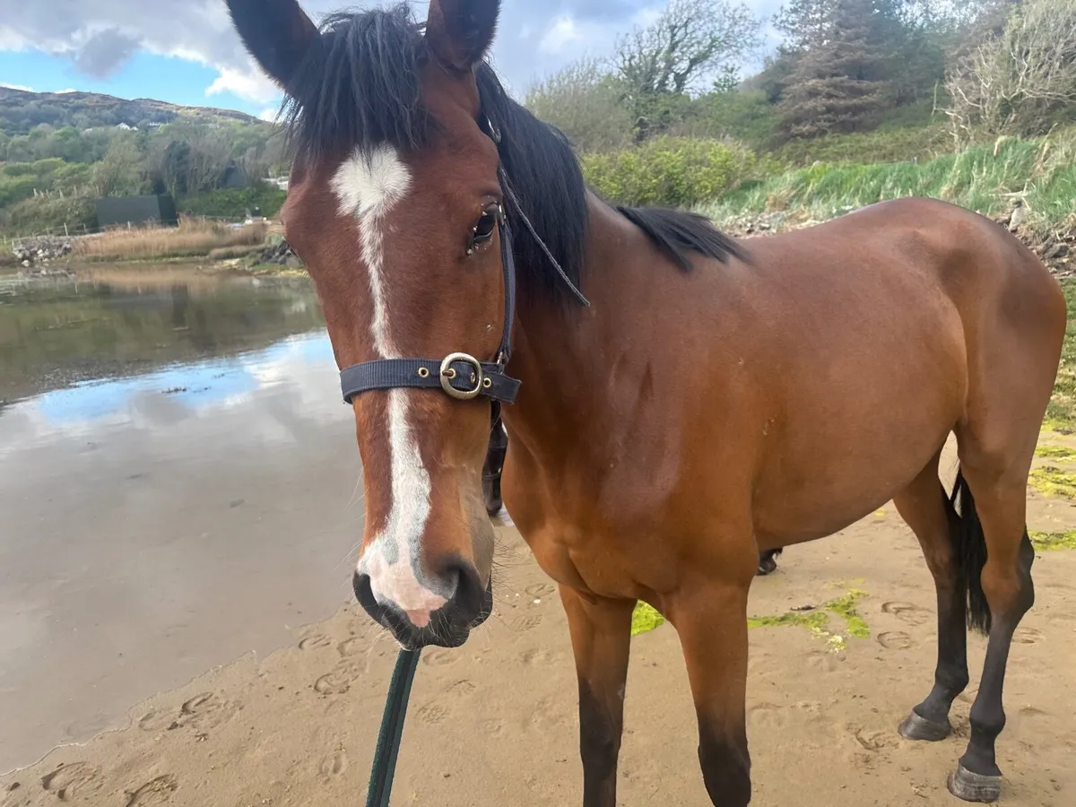 Broodmare - Image 2