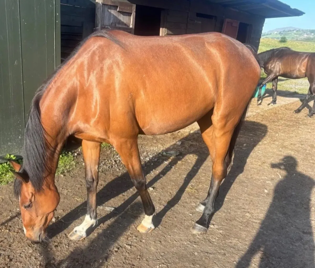 Broodmare - Image 1