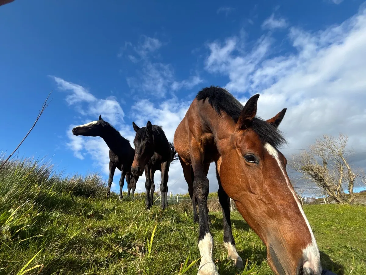 Broodmare - Image 4