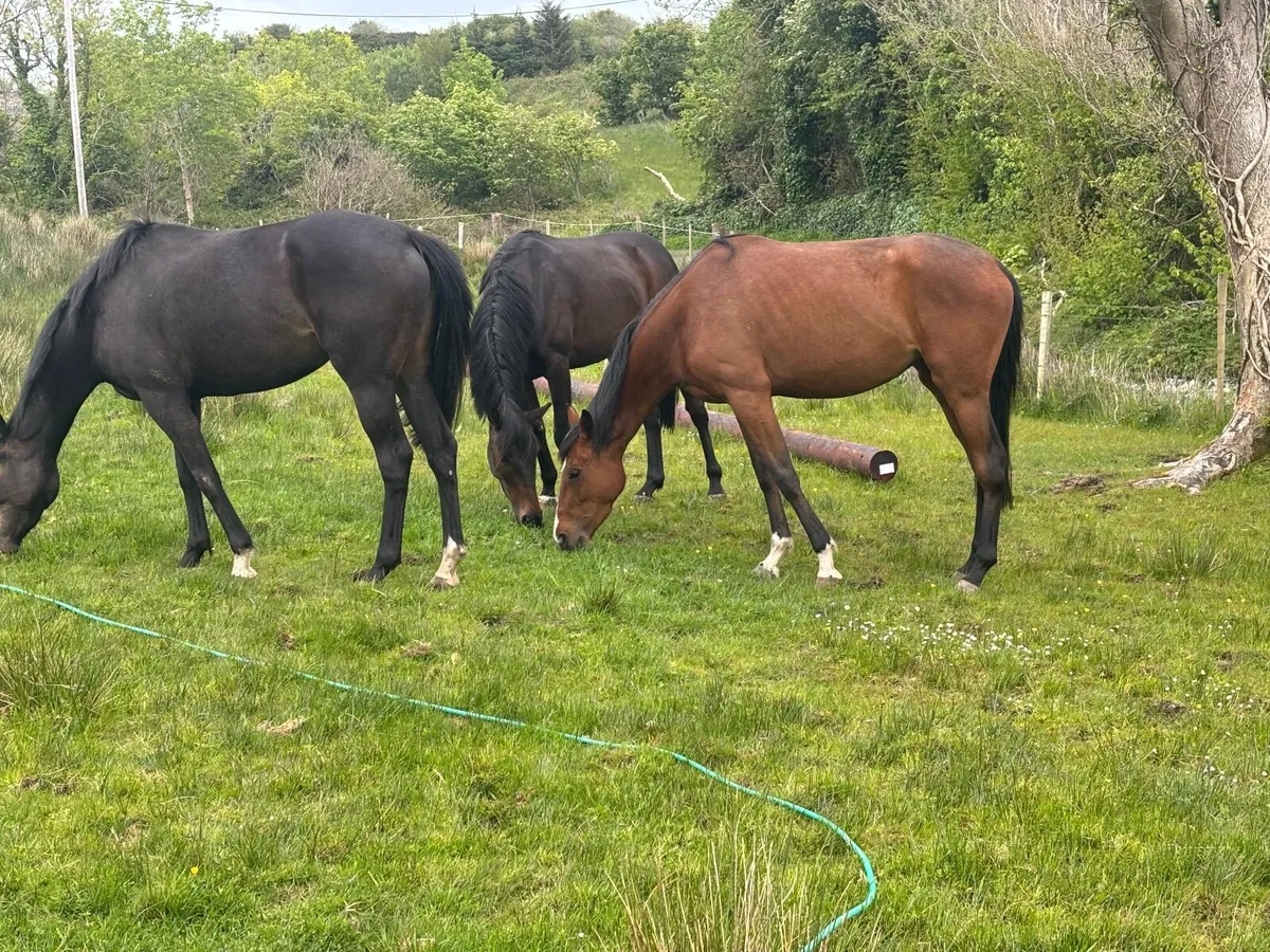 Exceptional 3YO Broodmare Prospect | 16.1hh - Image 4
