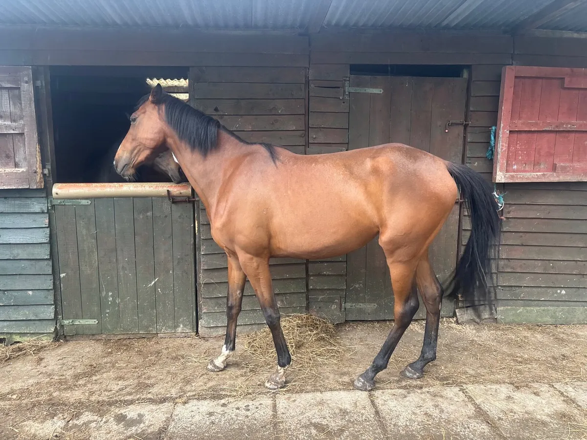 Broodmare - Image 3