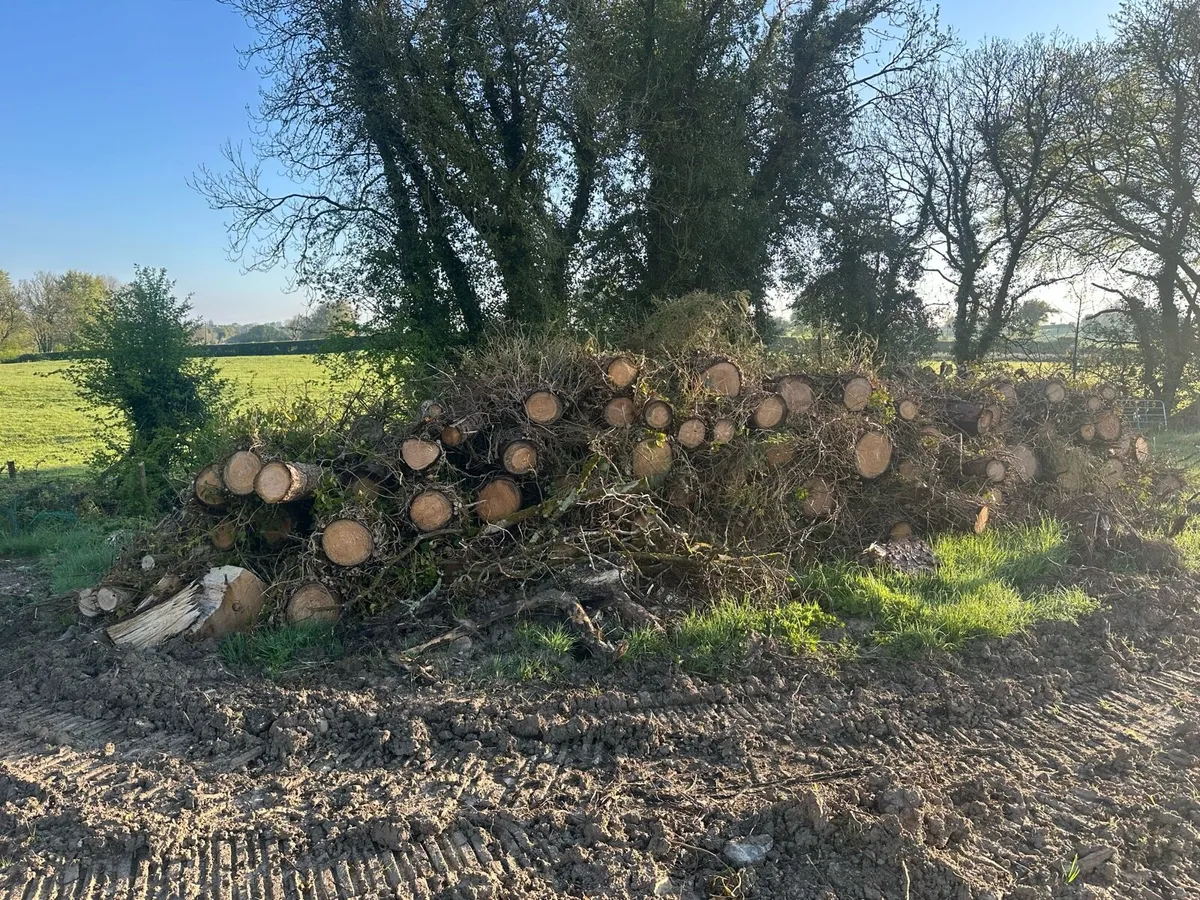 Spruce logs - firewood - Image 2